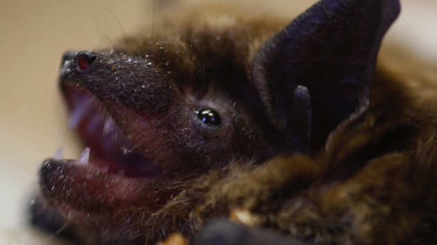 CDC warns about rabies linked to bats after three Americans die in recent weeks