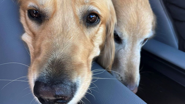 Comfort dogs sent to Texas to offer support following elementary school shooting