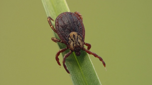 Connecticut woman dies from rare tick-borne virus in 2nd fatality this year in US