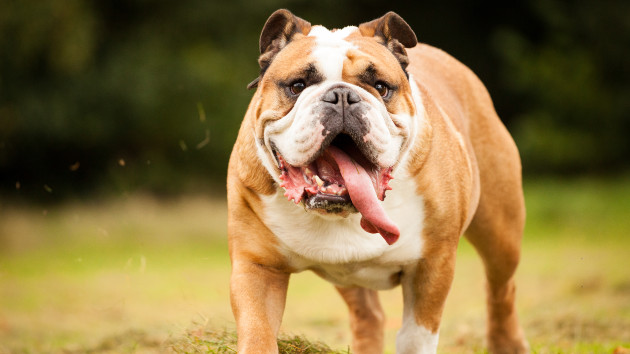 English bulldogs suffer significant health issues from breeding practices, study warns